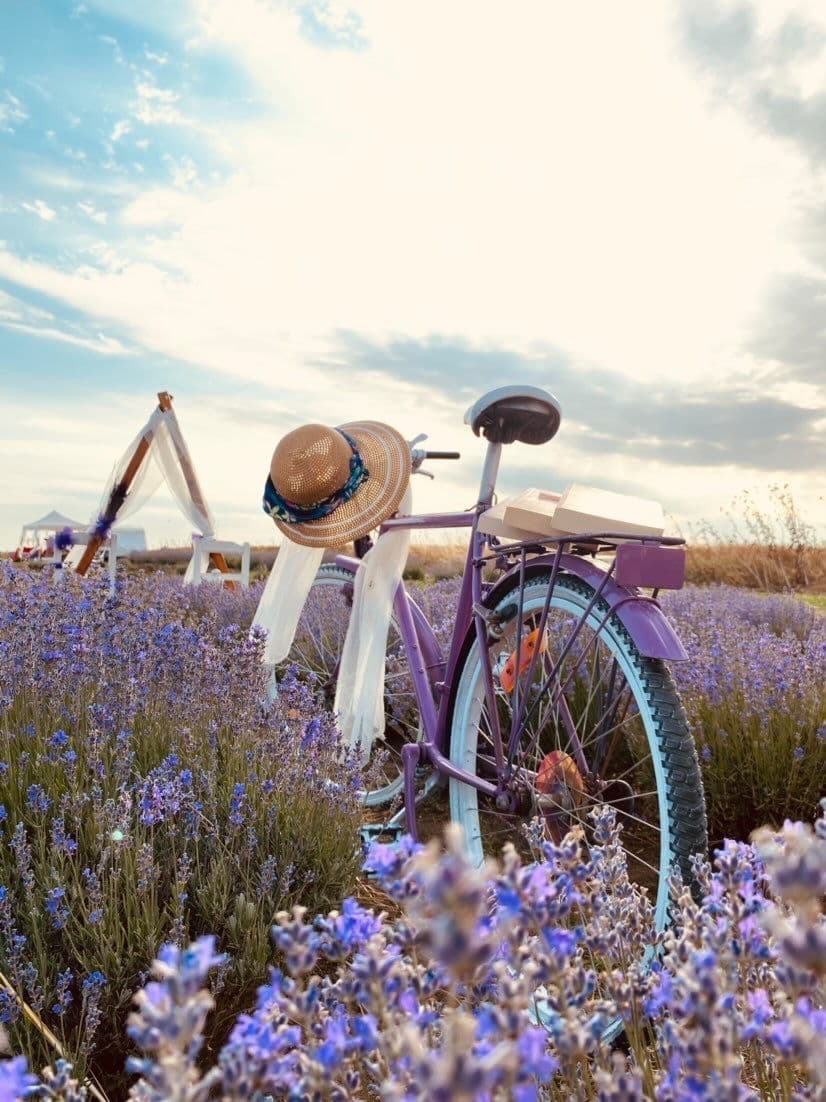 Lavanta Rüyaları & Salda Büyüsü